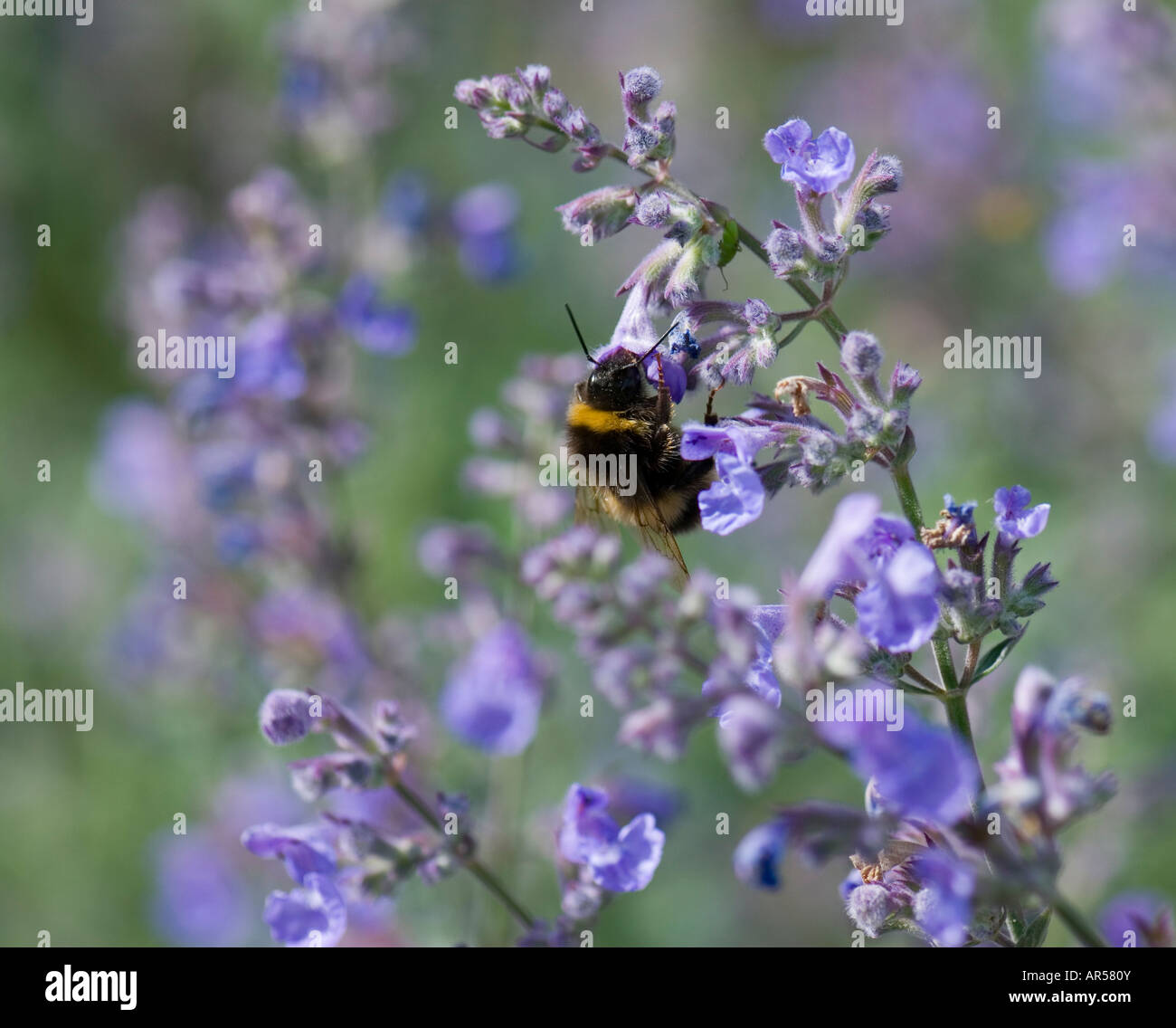 Buff-tailed Bumble Bee - Bombus terrestris Stock Photo