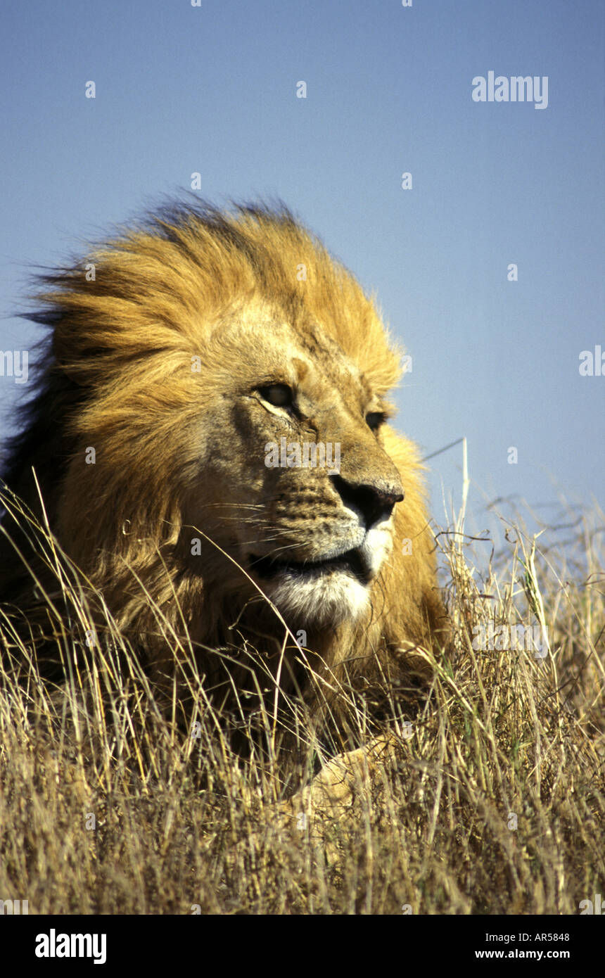 Portrait of mature male lion with beautiful golden mane sitting on a termite mound Stock Photo