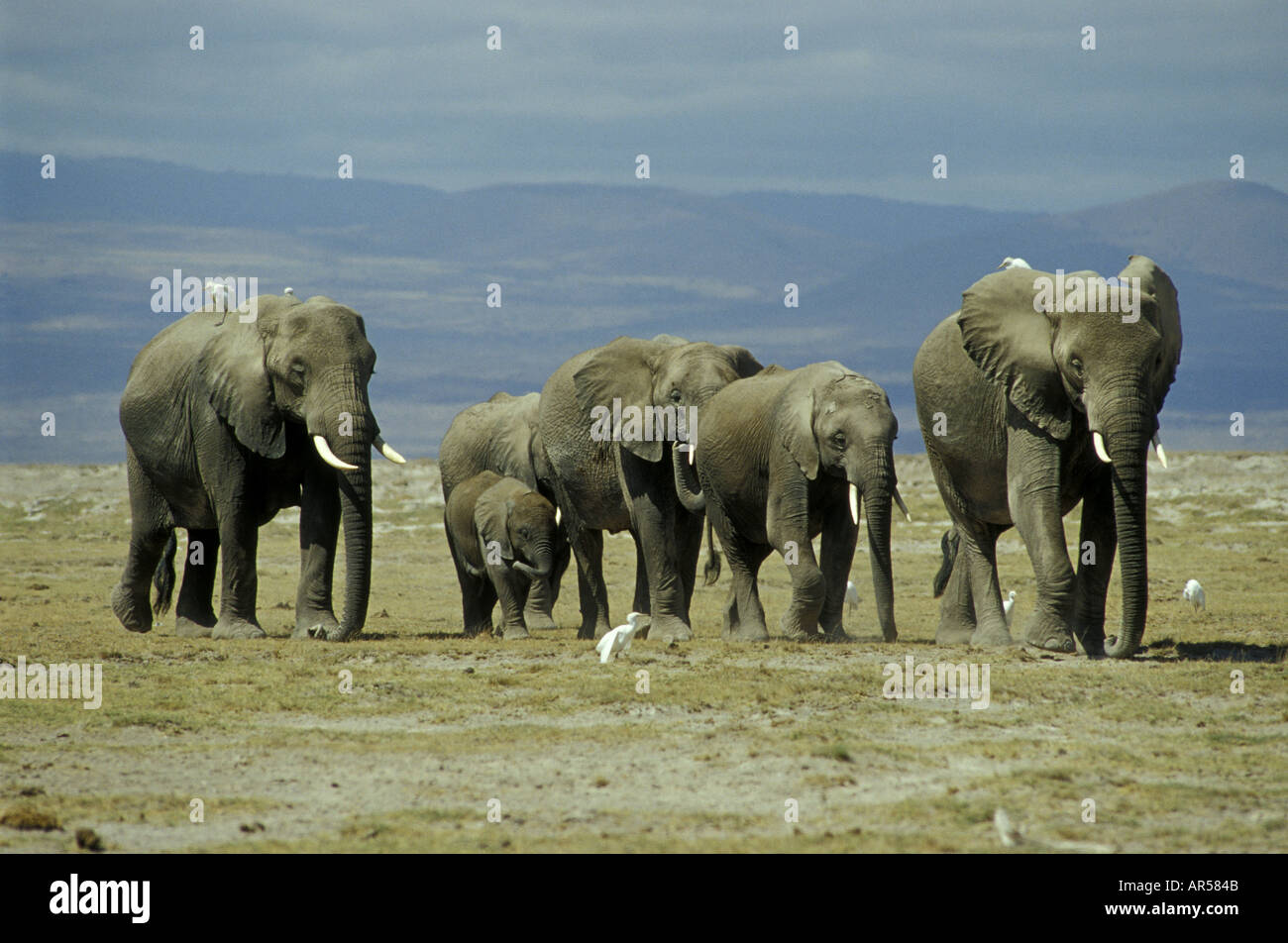 A group of female elephants and calves accompanied by Cattle Egrets
