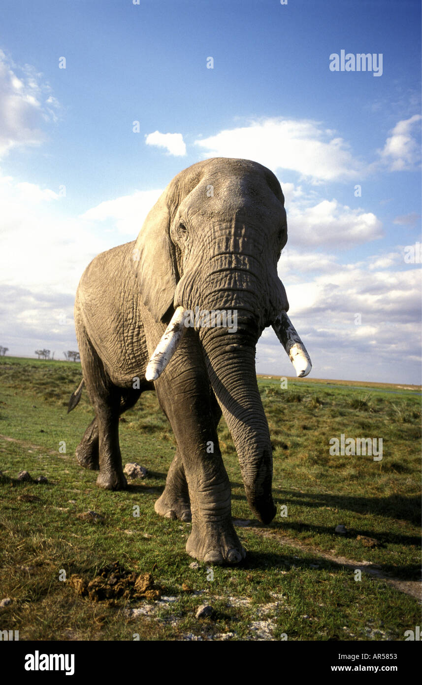 Mature male elephant walking majestically over short grass in Amboseli National Park Kenya Stock Photo