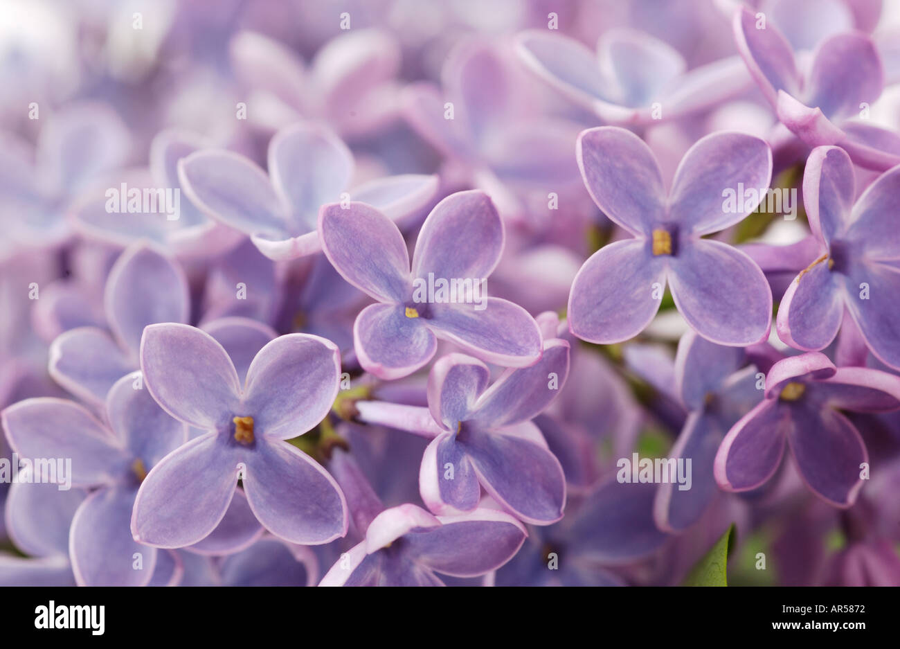 close up of lilac flowers Stock Photo
