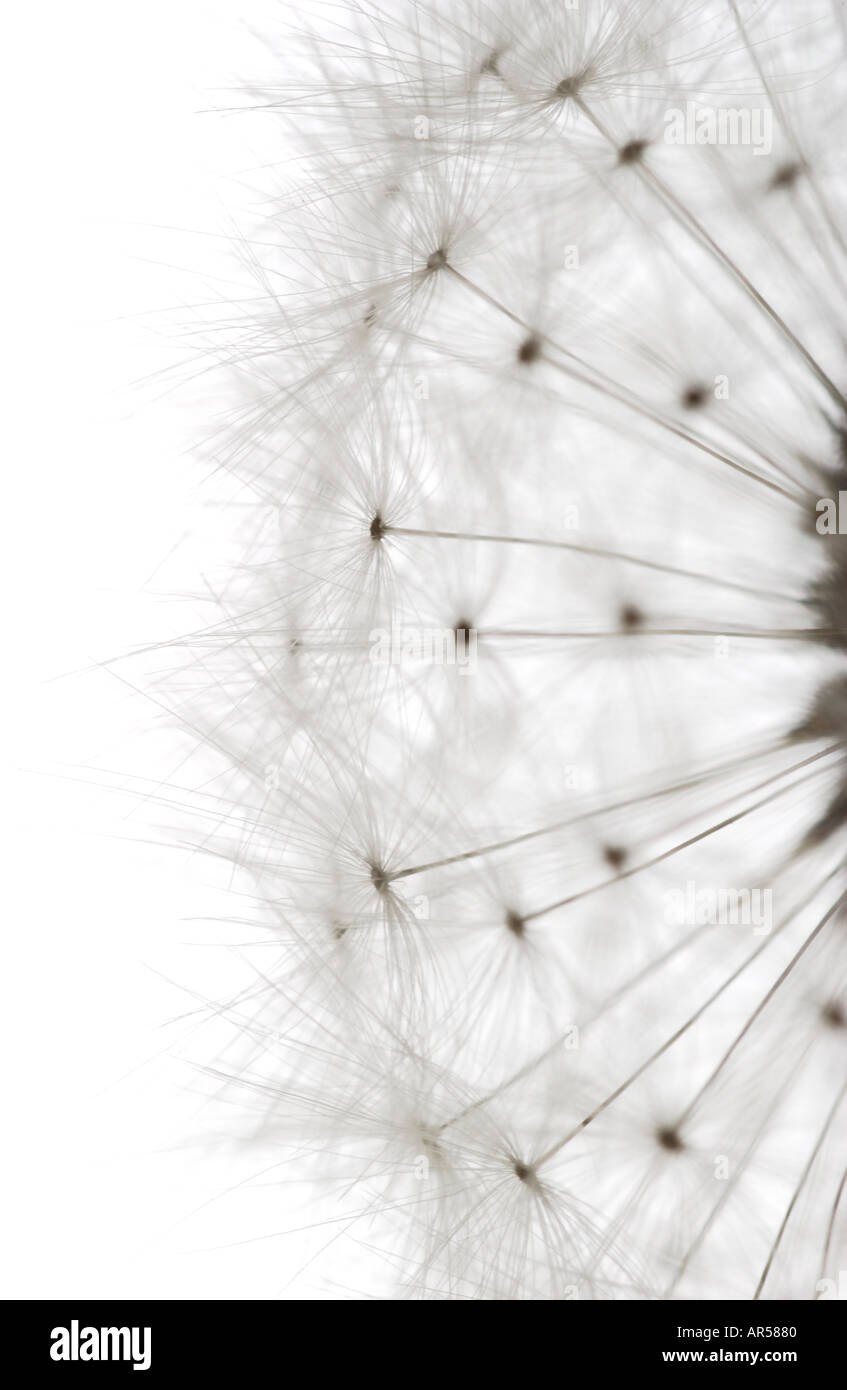 Dandelion and seeds hi-res stock photography and images - Alamy
