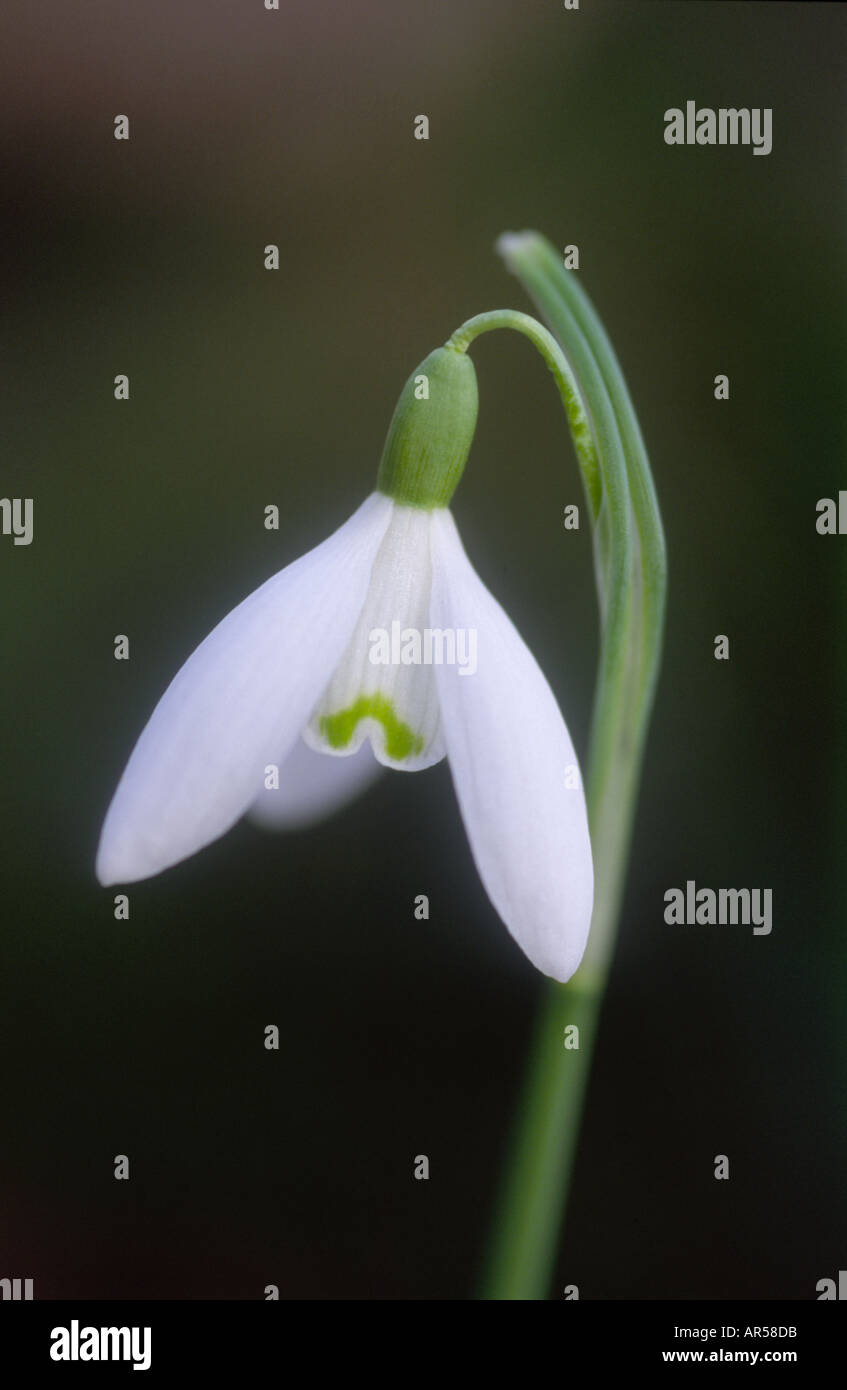 Snowdrops Galanthus nivalis in February at Crathes Castle Woods Aberdeenshire Grampian Region Scotland UK  GFL 1233 Stock Photo