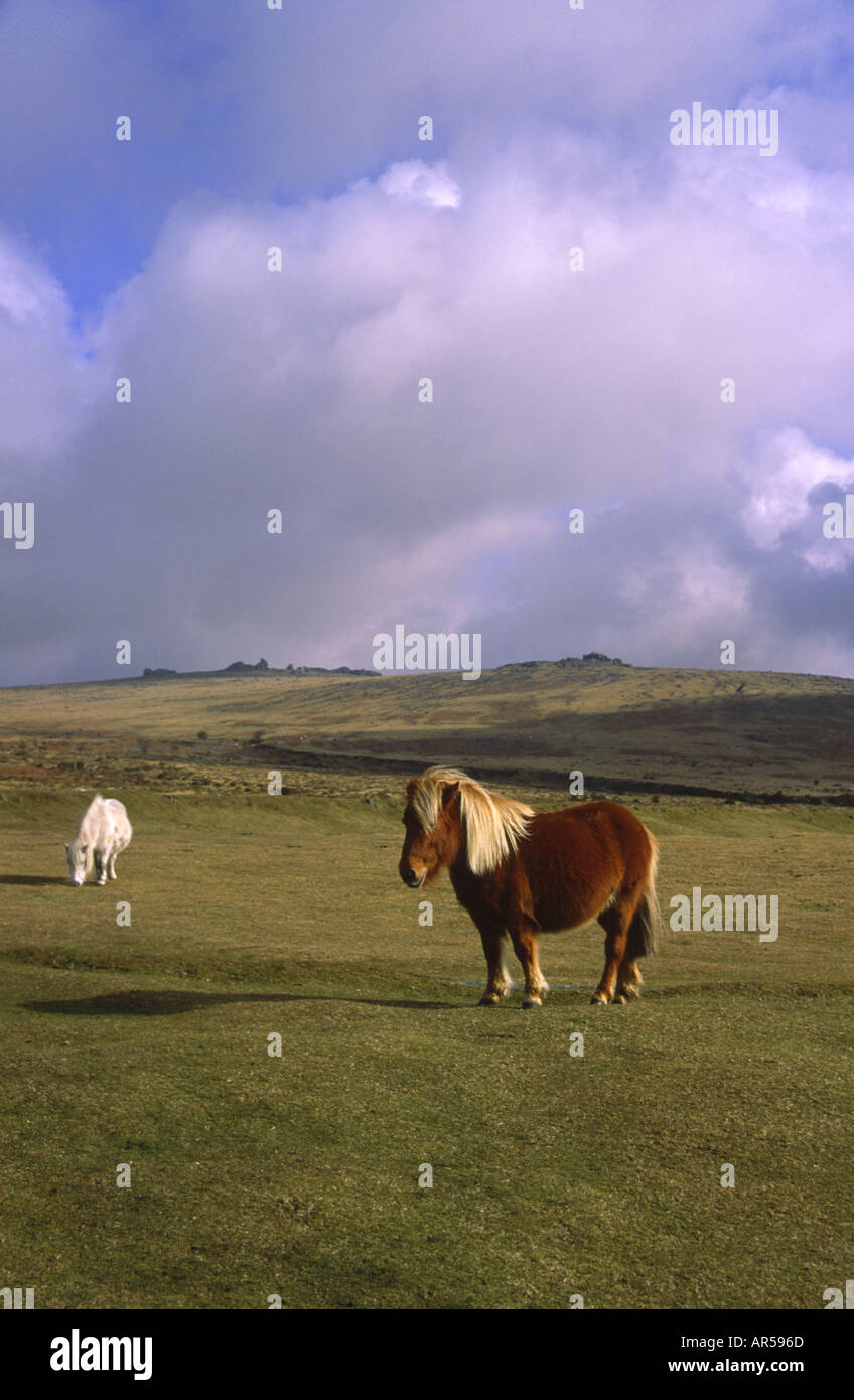 Dartmoor Ponies on Dartmoor in Devon England UK Stock Photo Alamy