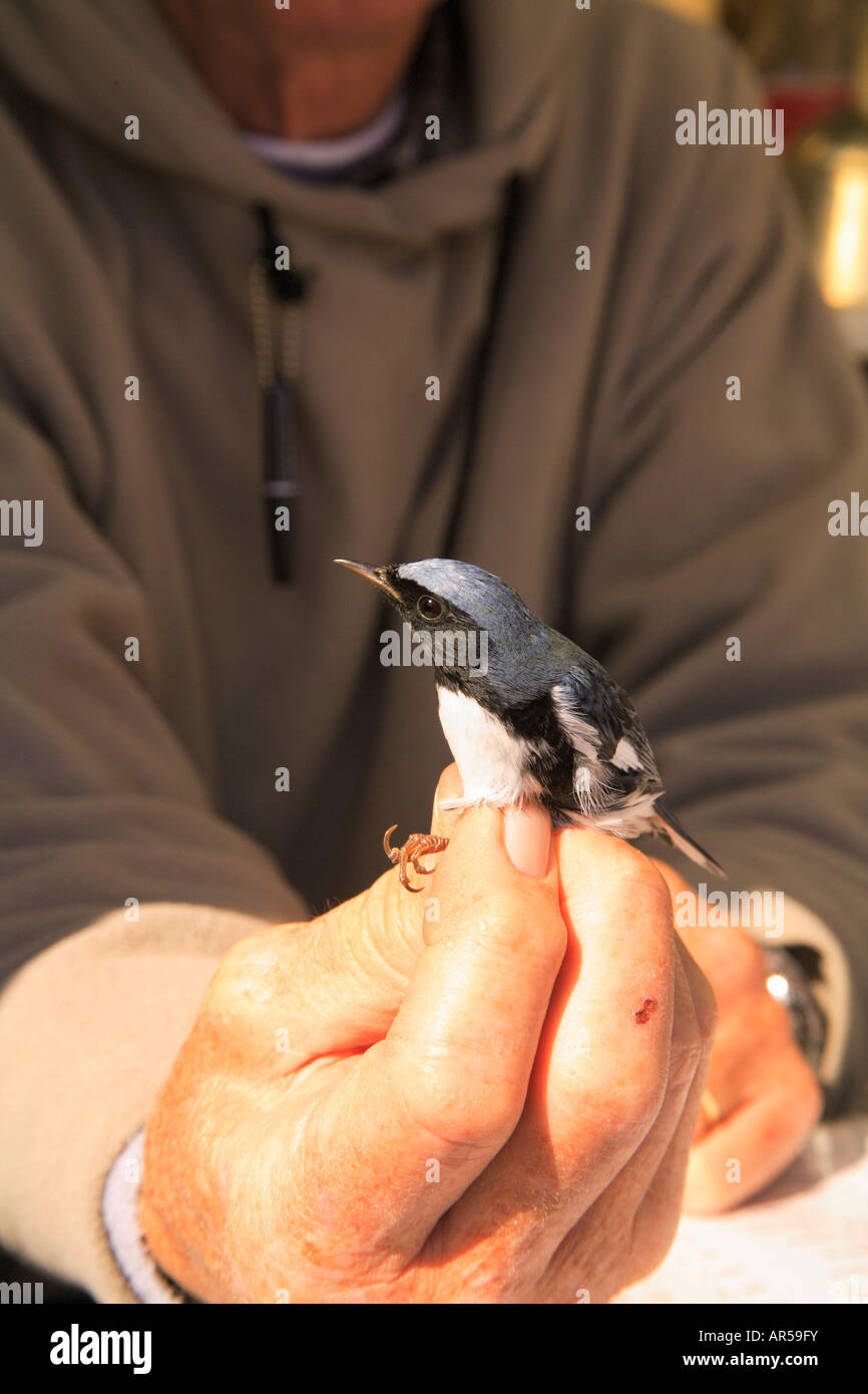 Dolly bird hires stock photography and images Alamy