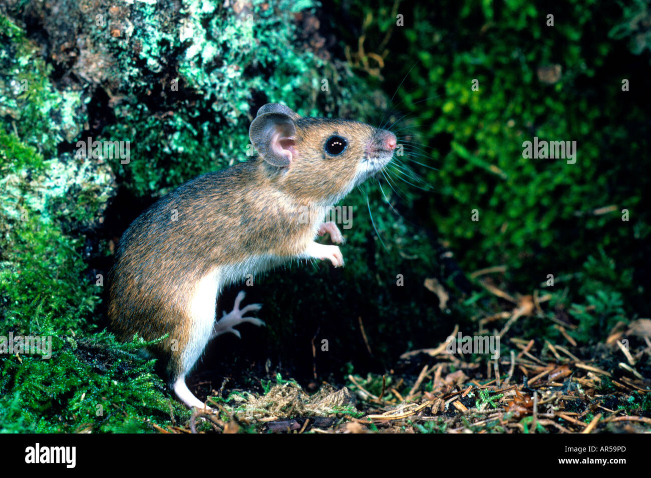 European Yellow-necked Mouse, Apodemus flavicollis, Gelbhalsmaus, Europe Stock Photo