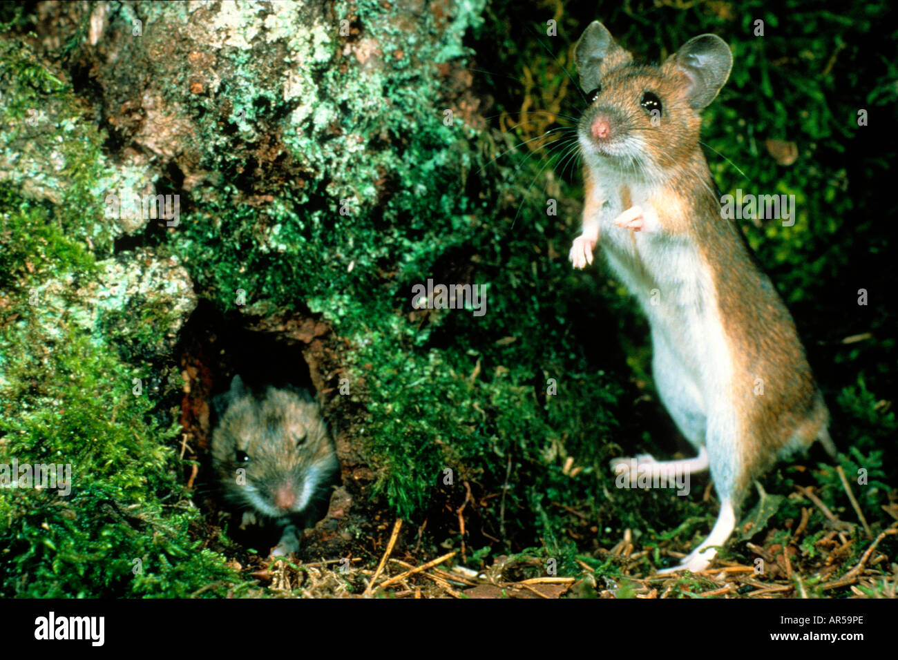 European Yellow-necked Mouse, Apodemus flavicollis, Gelbhalsmaus, Europe Stock Photo