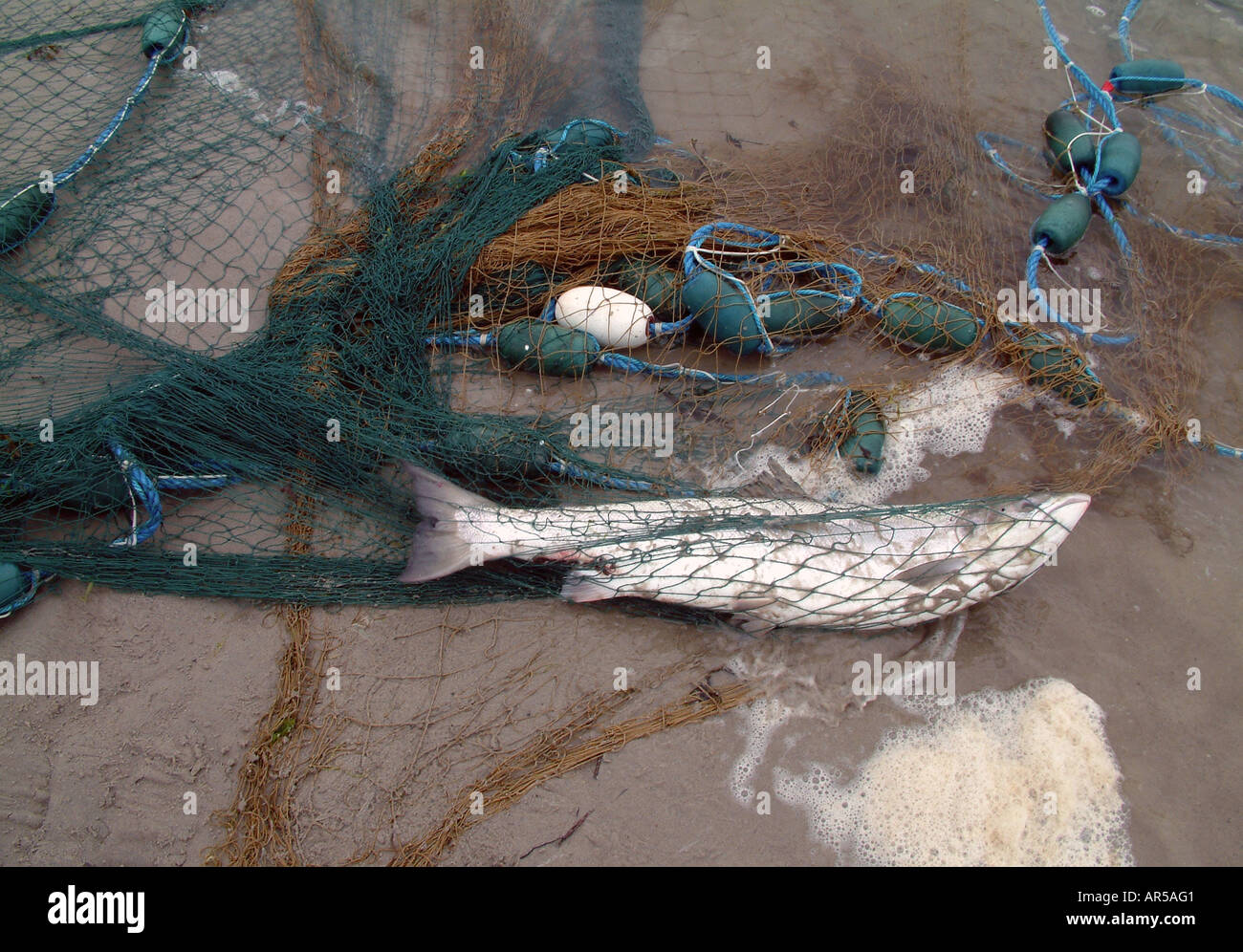 Wild Salmon caught in net off Carn beach Stock Photo