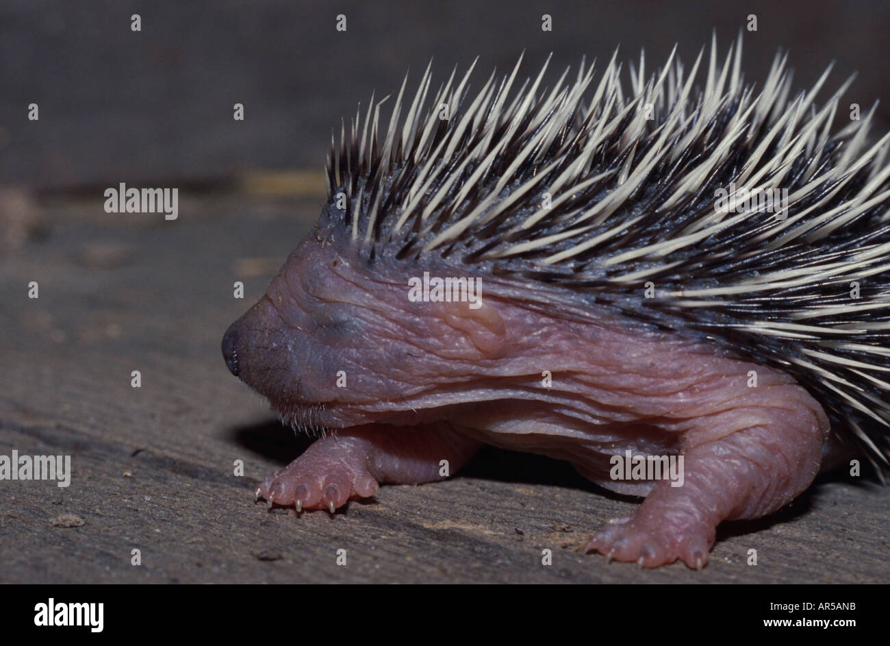 Western european hedgehog, Erinaceus europaeus, Igel, Germany, Europe