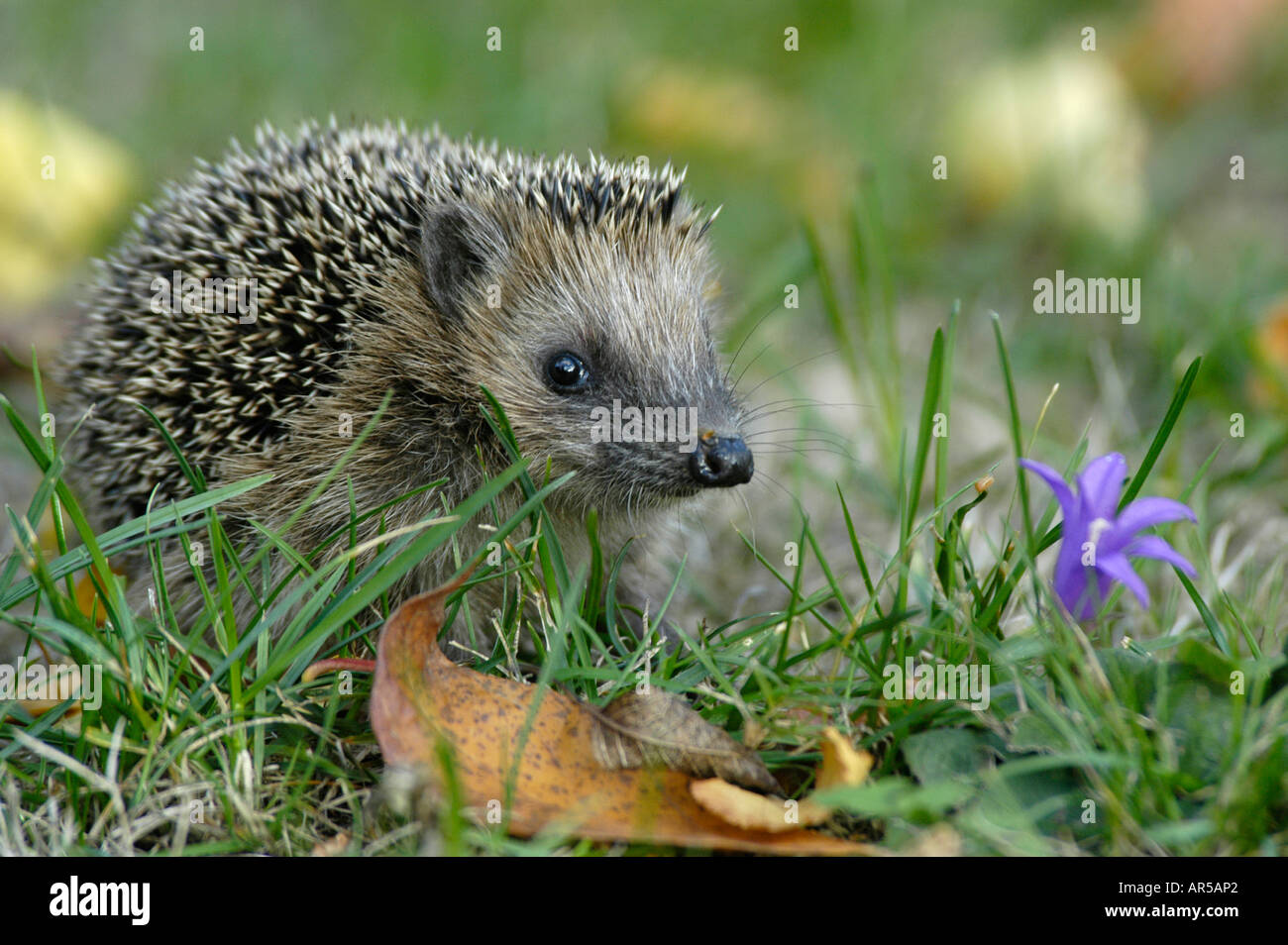 Western european hedgehog, Erinaceus europaeus, Igel, Germany, Europe