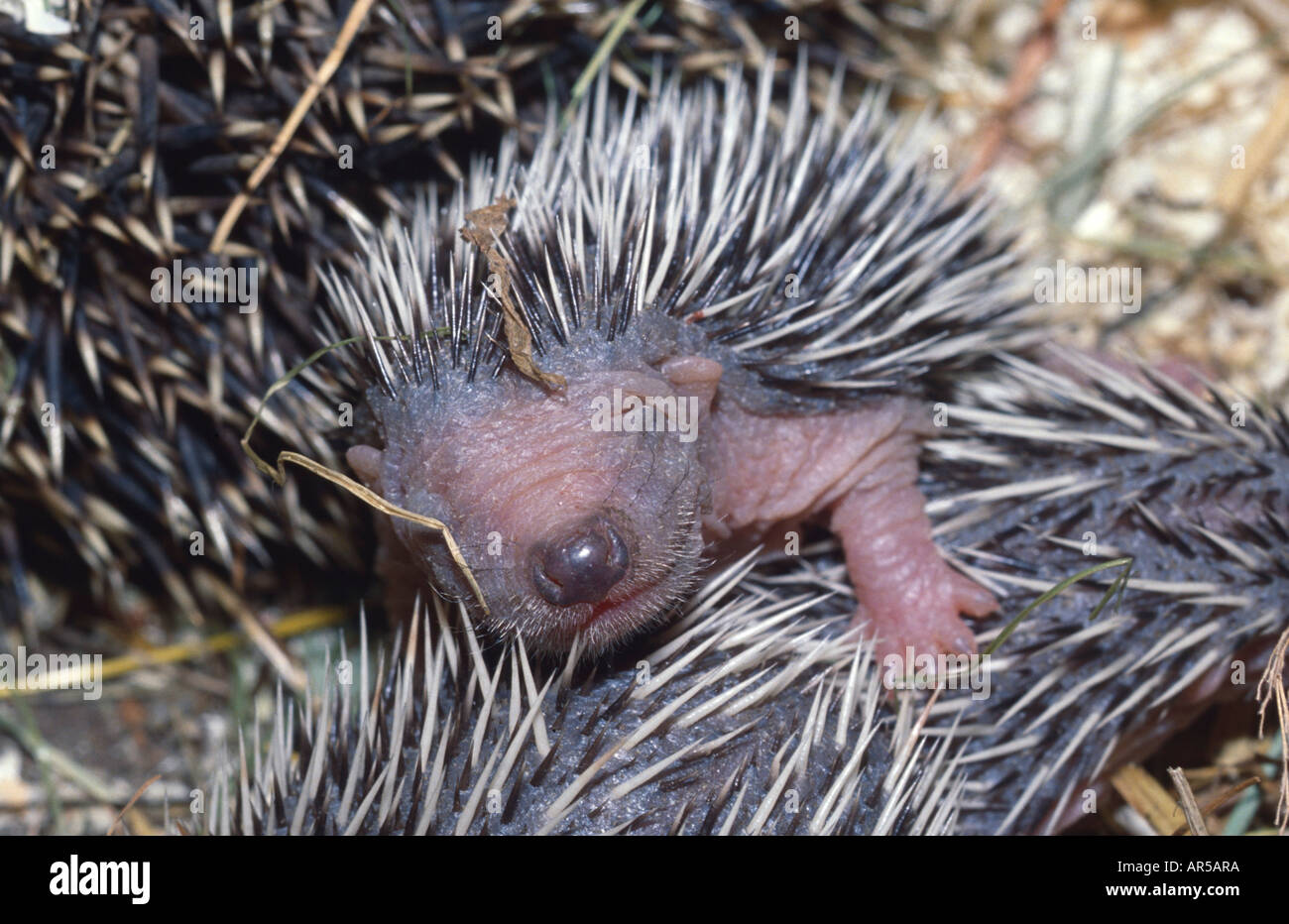 Western european hedgehog, Erinaceus europaeus, Igel, Germany, Europe