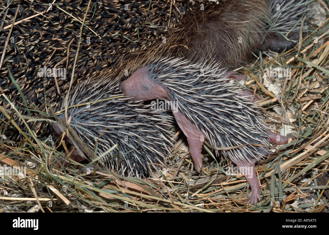 Western european hedgehog, Erinaceus europaeus, Igel, Germany, Europe
