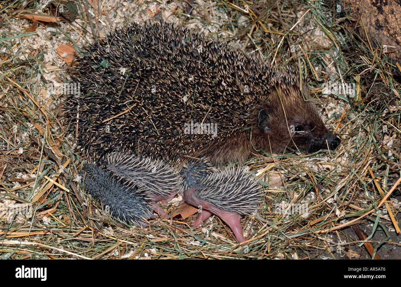 Western european hedgehog, Erinaceus europaeus, Igel, Germany, Europe