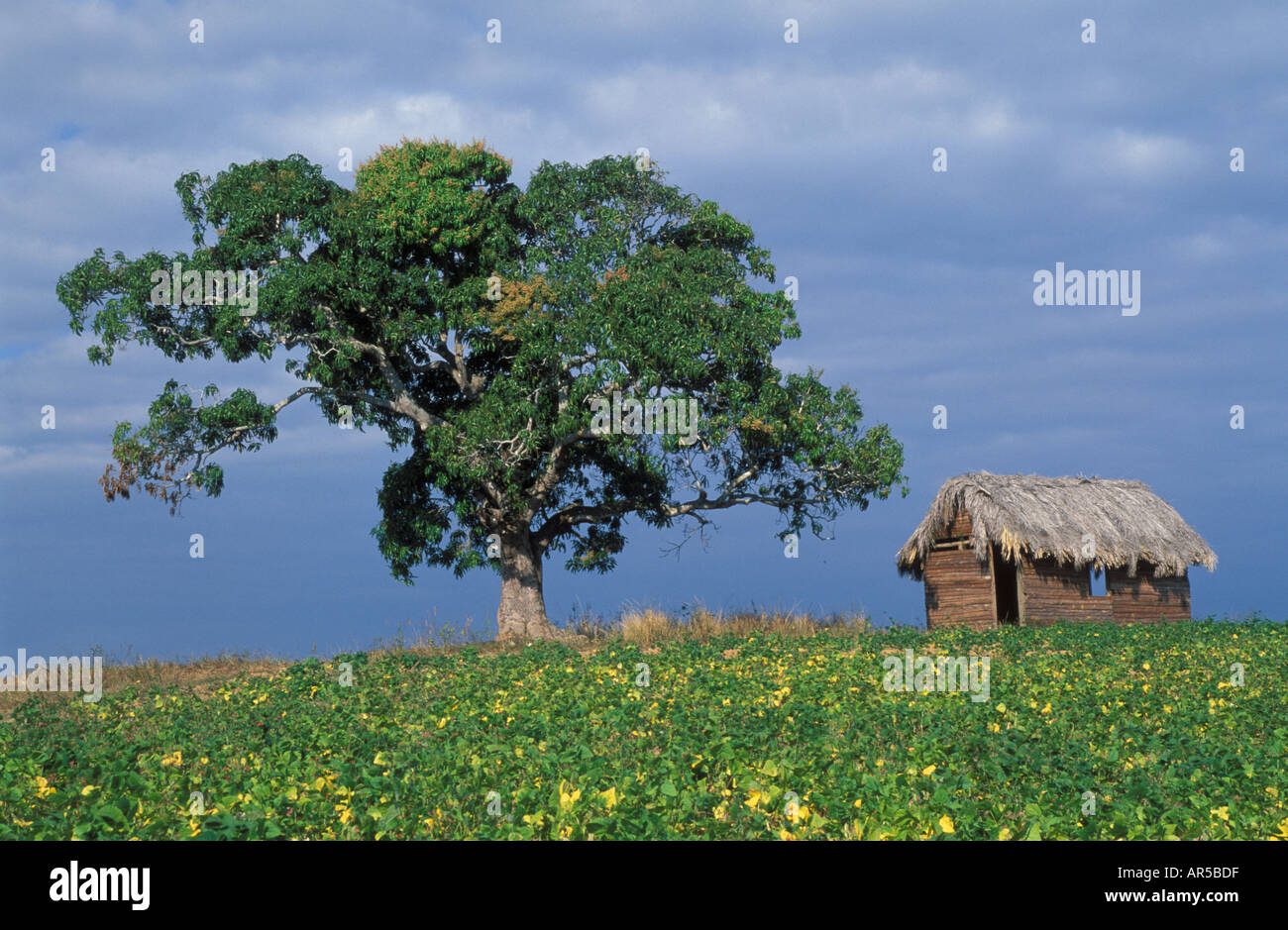 Farmshed with stroh roof and large tree Mango near Pinar del Rio W Cuba Stock Photo