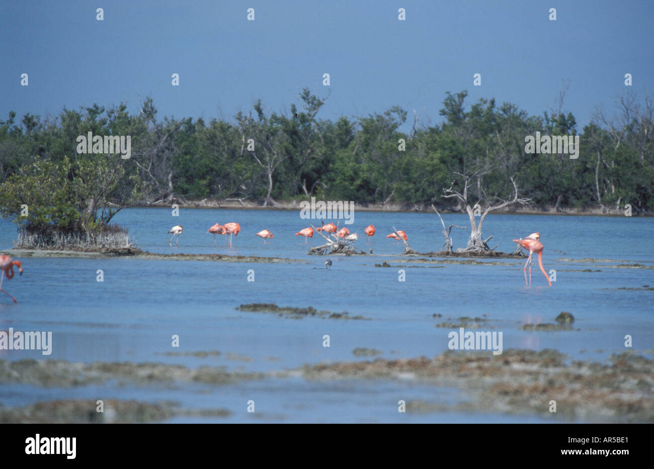 Rosy Flamingos feeding in lagoon with Mangrove forest Cienaga de Zapata National Park Cuba Stock Photo