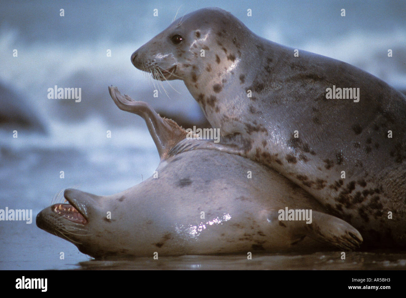 Kegelrobben grey seal Paarungsverhalten mating behaviour Helgoland