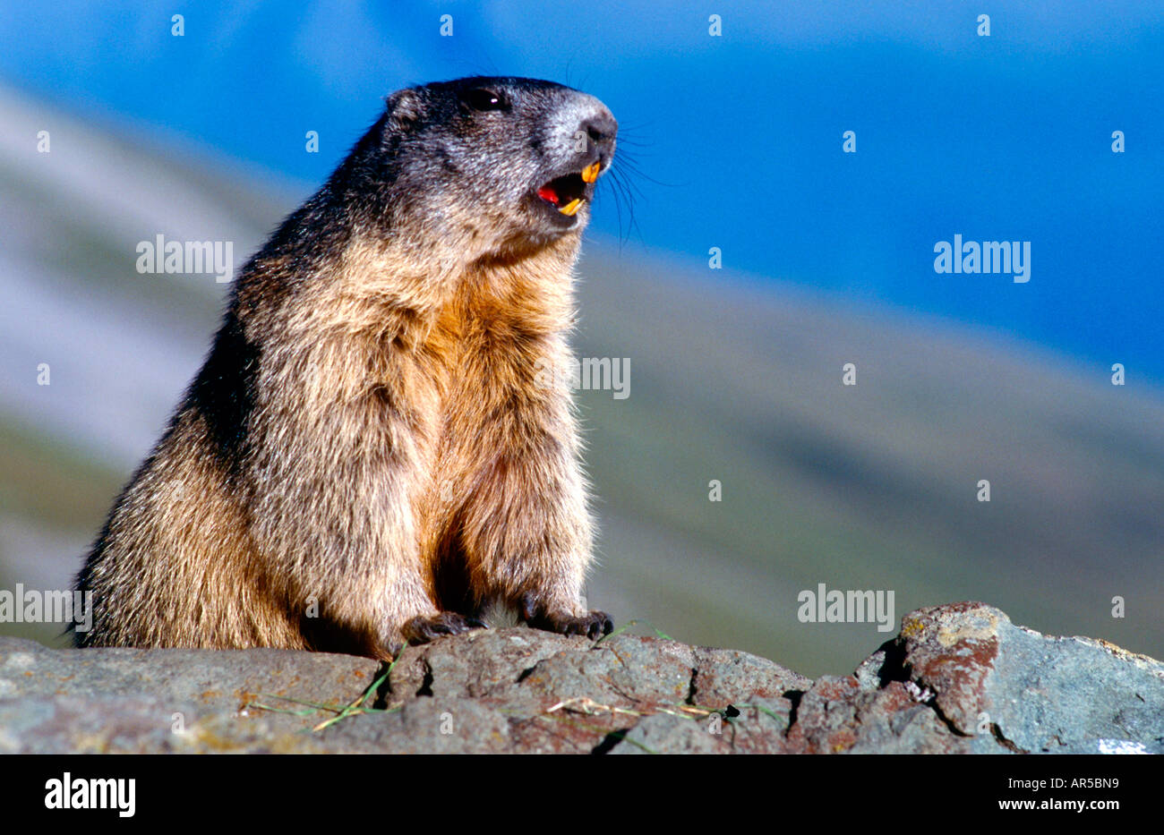 Alpine Marmot, Alpenmurmeltier, Marmota marmota, Europe, Alps Stock Photo -  Alamy