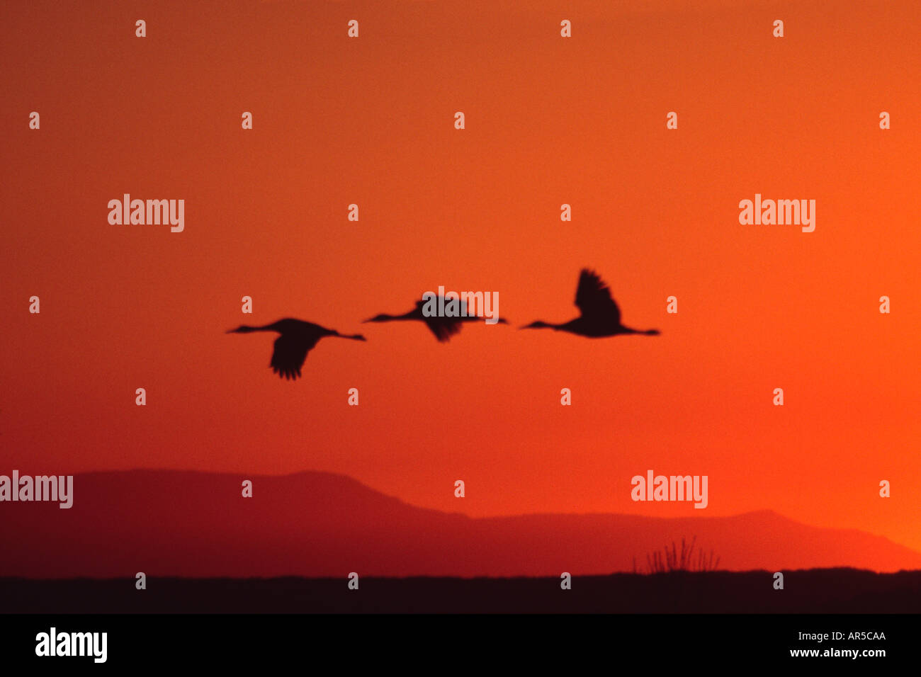 Family group of sandhill cranes grus canadensis flying at sunrise Stock Photo