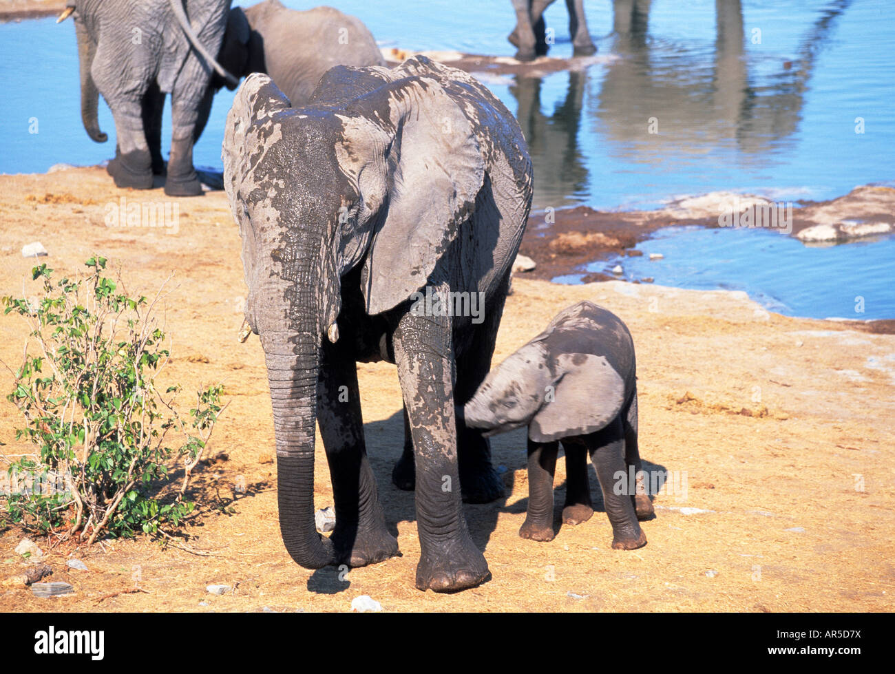 family of elephants Stock Photo - Alamy