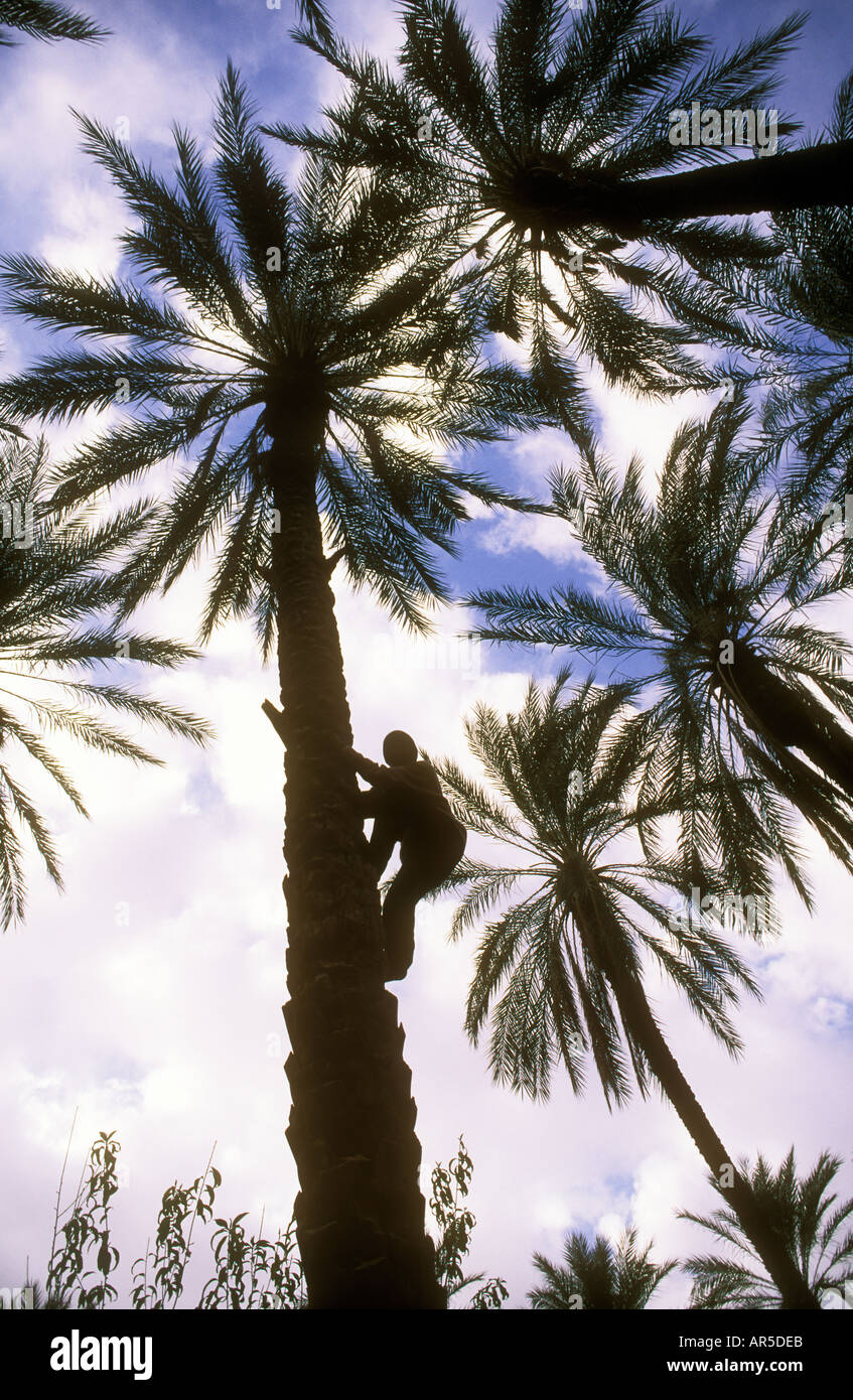 Man climbing palm tree hi-res stock photography and images - Alamy