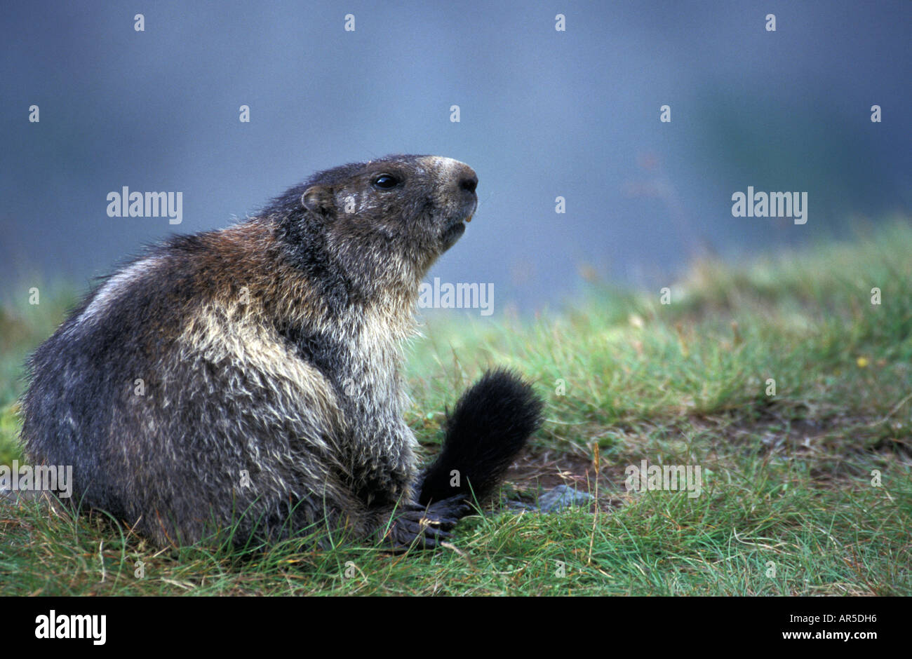 Alpine Marmot, Alpenmurmeltier, Marmota marmota, Europe, Alps, Austria Stock Photo