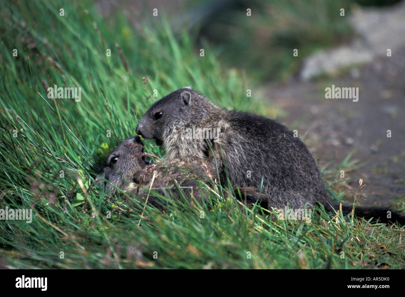 Alpine Marmot, marmota marmota, Alpenmurmeltier, Europe, Alps, Austria Stock Photo