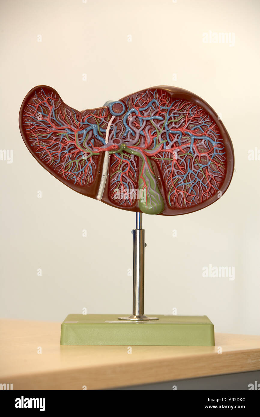 Anatomical model of human liver Stock Photo