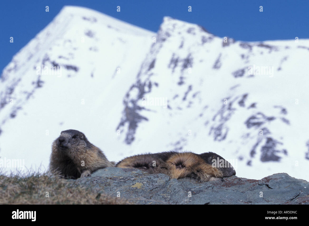 Alpine Marmot, marmota marmota, Alpenmurmeltier, Europe, Alps, Austria Stock Photo
