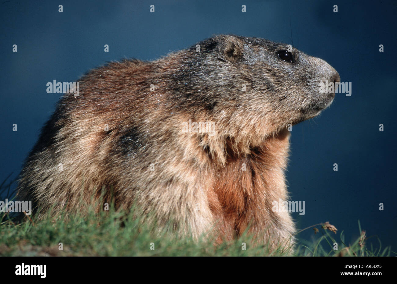 European Alpine Marmot, marmota marmota, Alpenmurmeltier, Europe, Alps, Austria, Salzburger Land Stock Photo