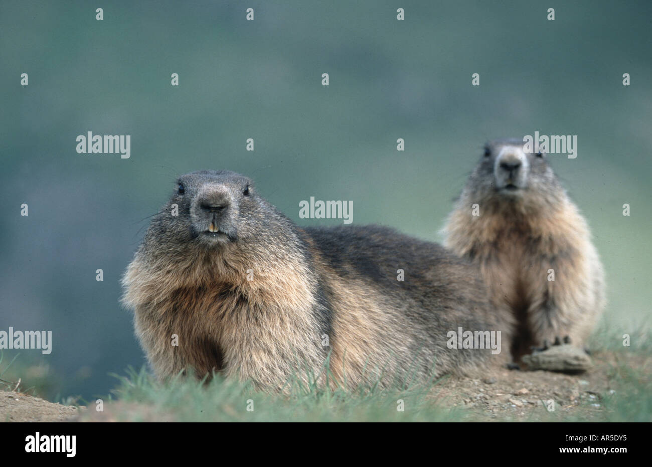 European Alpine Marmot, marmota marmota, Alpenmurmeltier, Europe, Alps, Austria Stock Photo