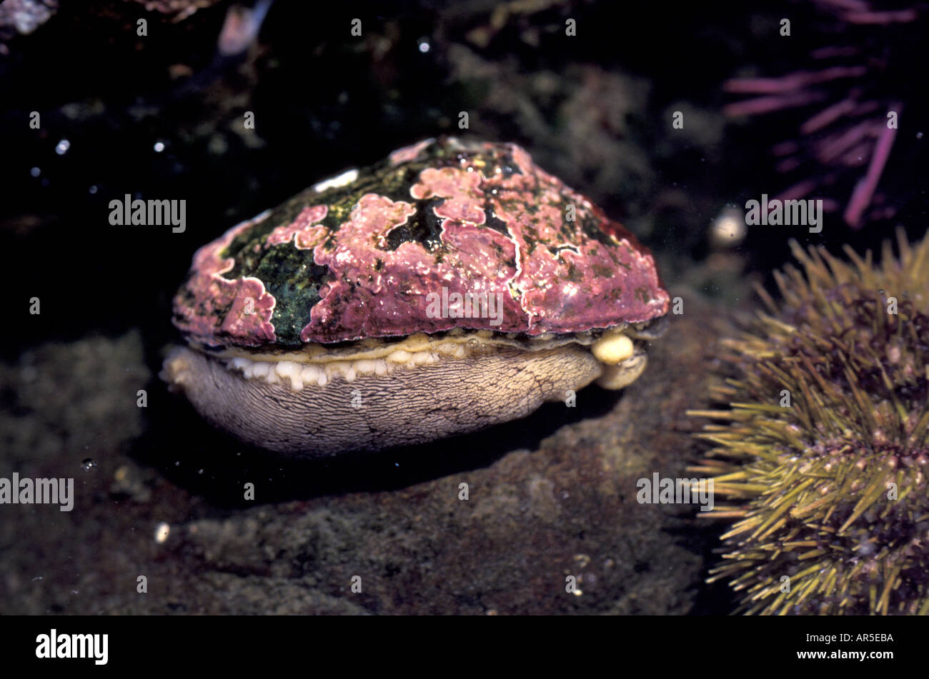 INVERTEBRATE LIMPET Keyhole Stock Photo