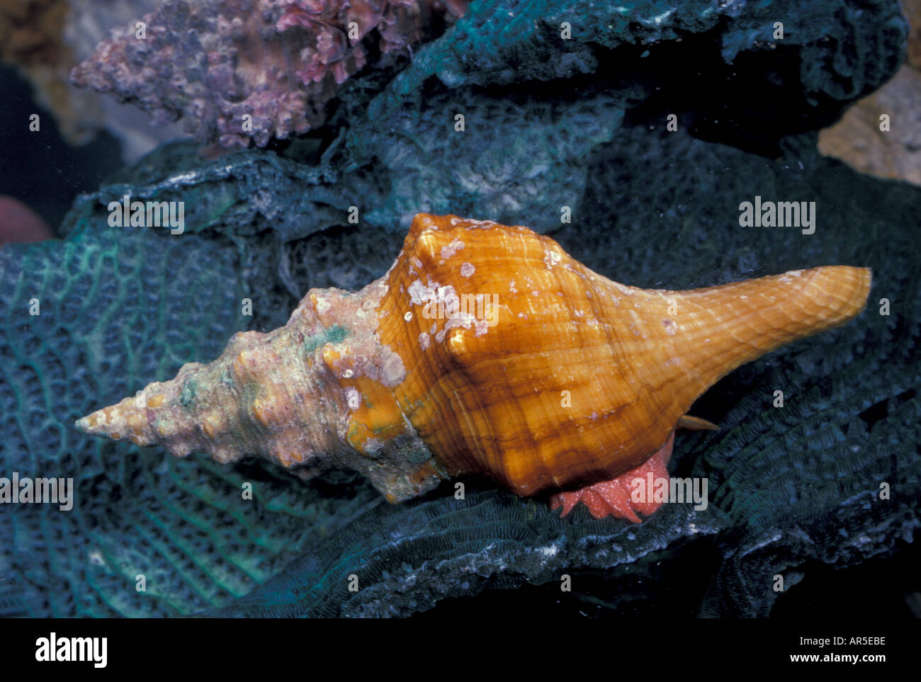 Horse conch florida hi-res stock photography and images - Alamy
