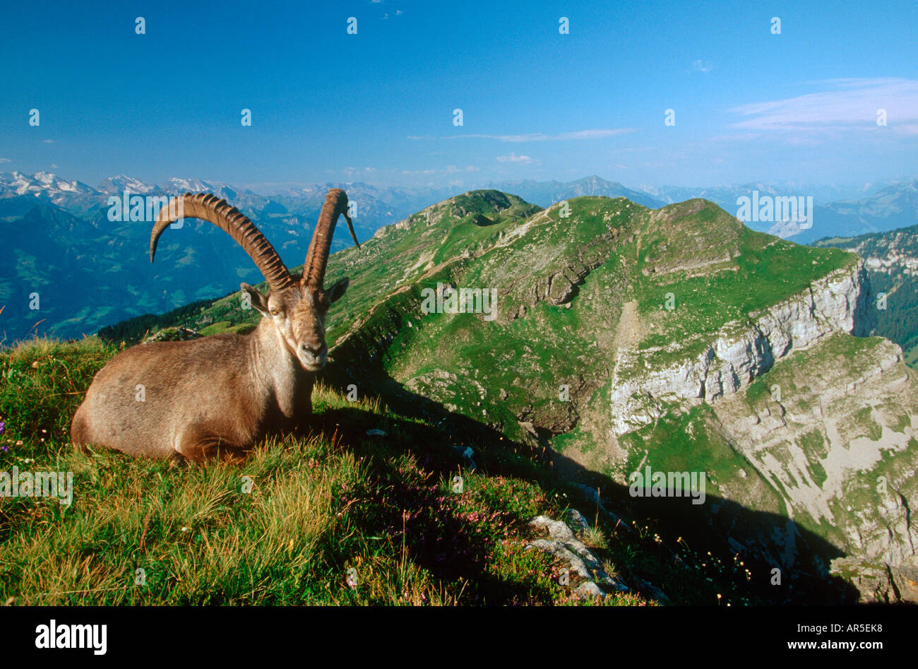 European Alpine Ibex, Alpensteinbock, Ibex Capra, Europe, Alps, Austria Stock Photo