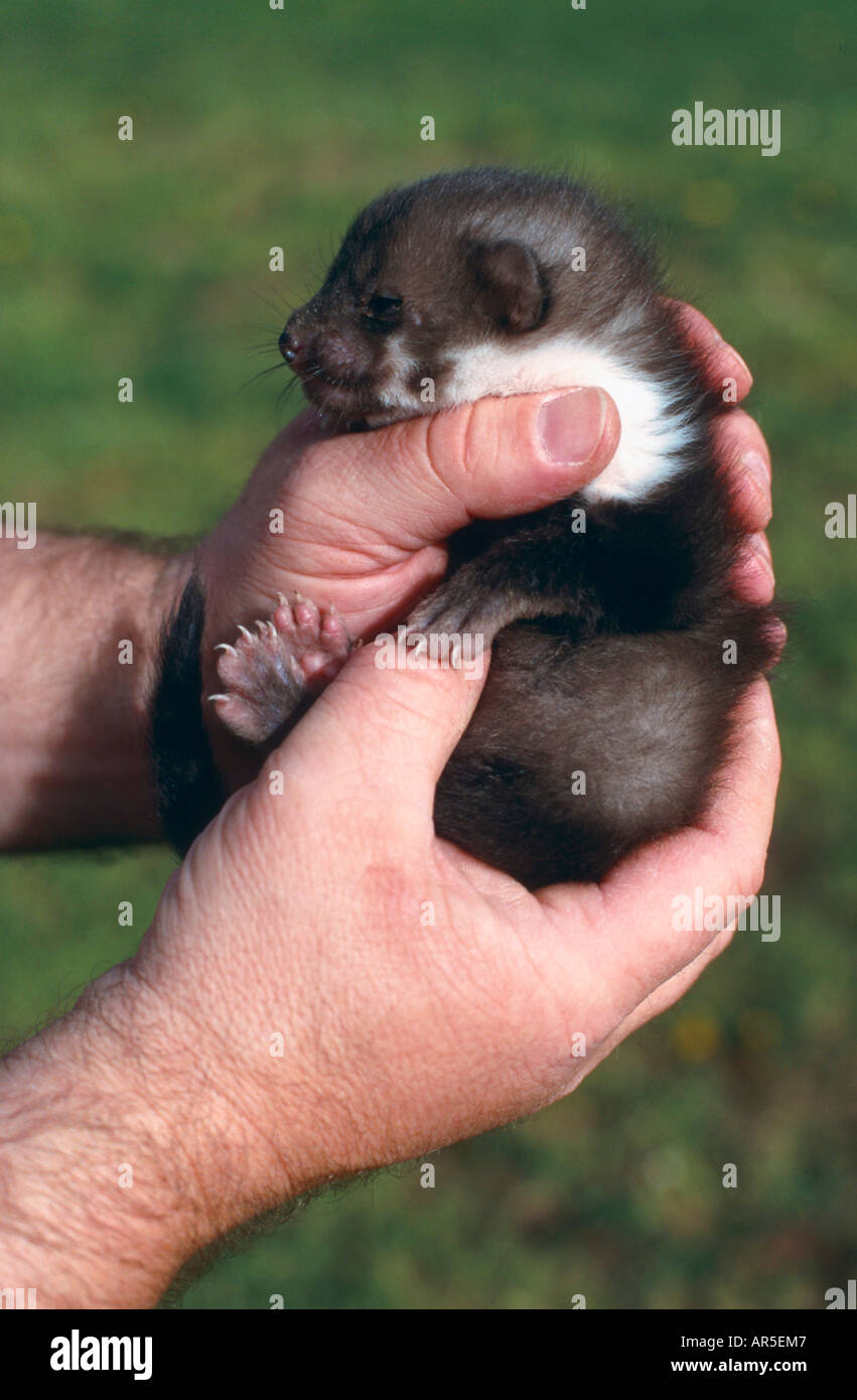 Marten Animal Baby
