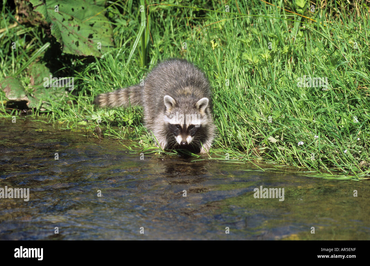 common raccoon at shore / Procyon lotor Stock Photo