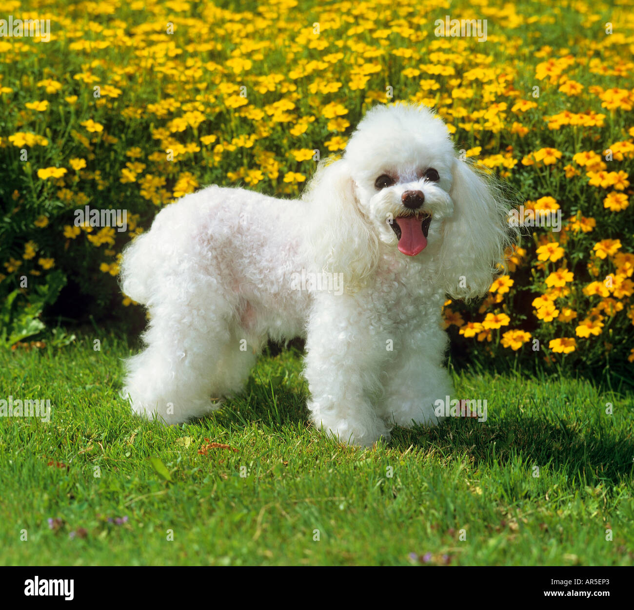 【pois】square poodle onepiece / white White Hand-Painted Porcelain Poodle Dogs by Lomonosov, 1960s, Set