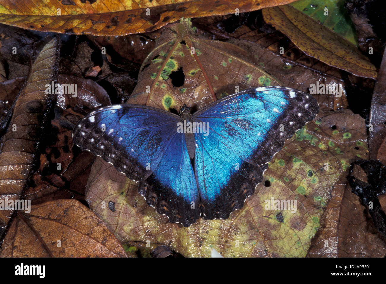 Morphinae hires stock photography and images Alamy