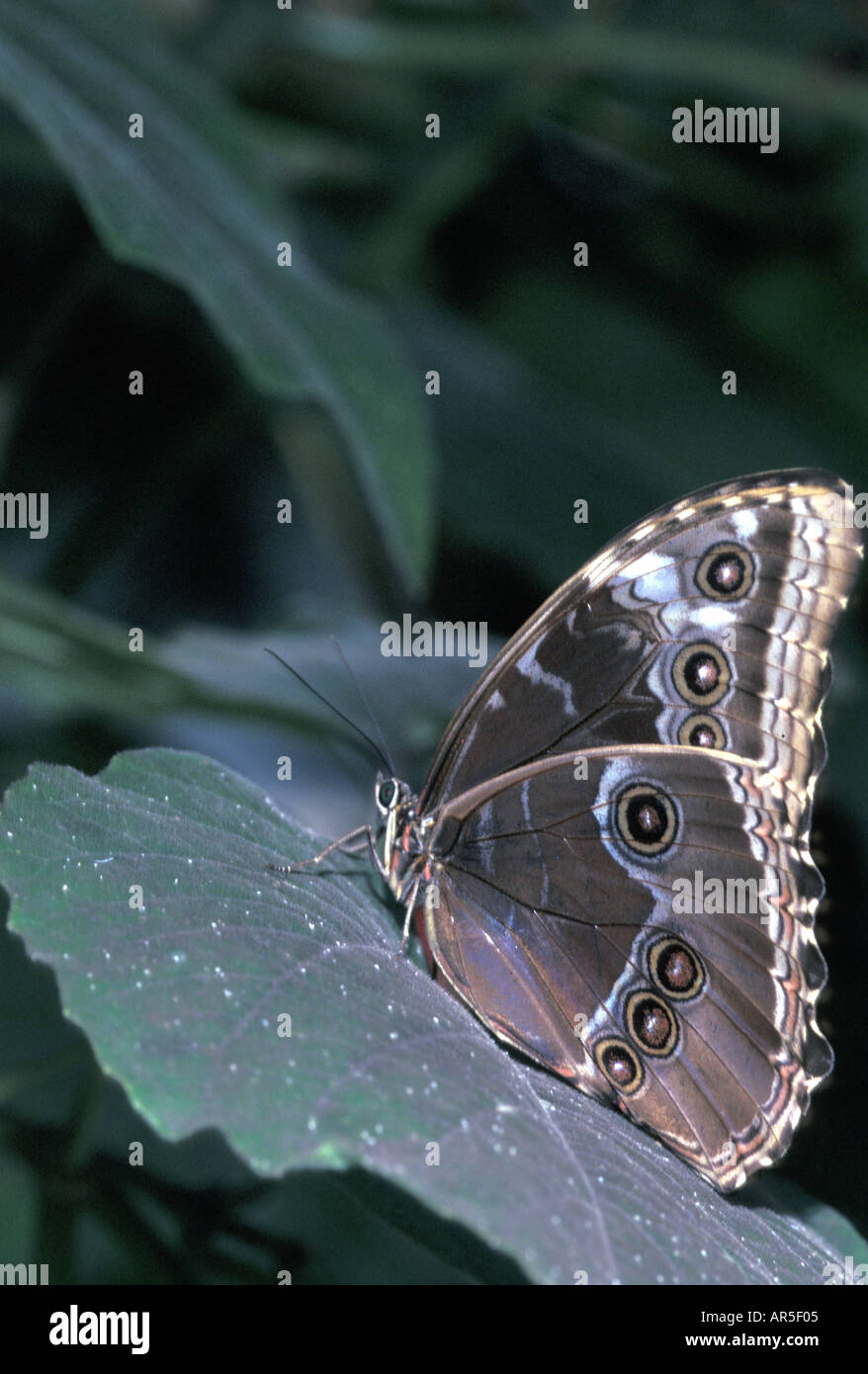 INVERTEBRATE BUTTERFLY Morpho Stock Photo Alamy
