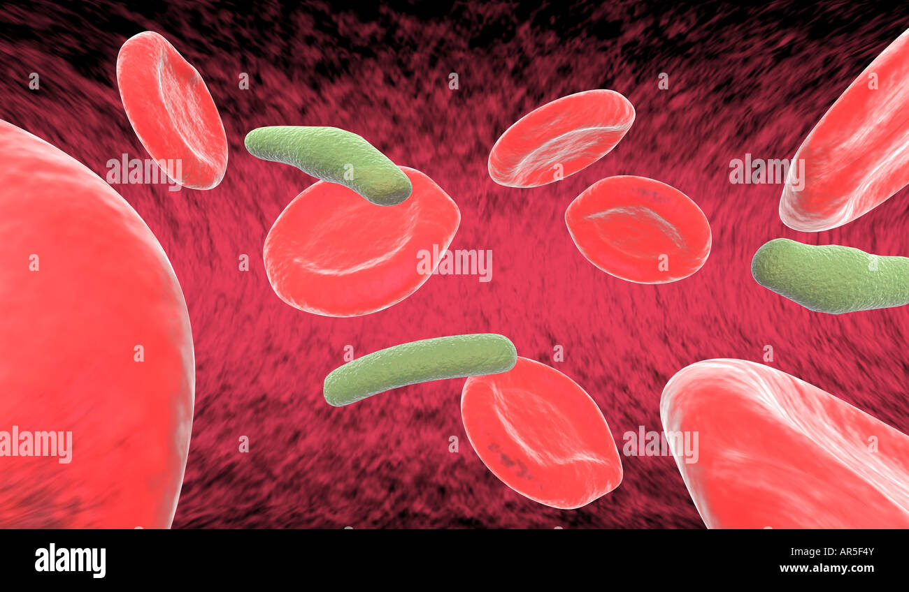 8 red blood cells (erythrocytes) and 3 bacteria floating by in artery Stock Photo