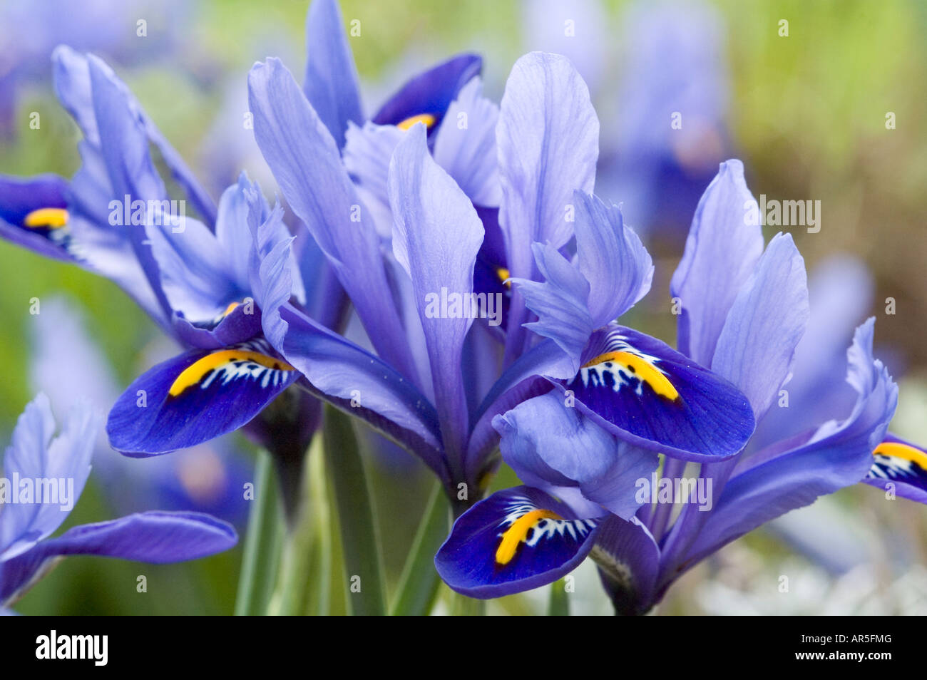 Close up of group of Iris reticulata flowers Stock Photo