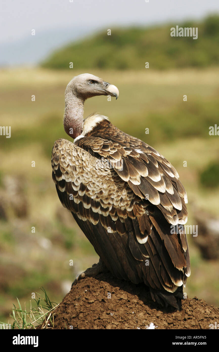 Rüppells vulture griffon gyps hi-res stock photography and images - Alamy