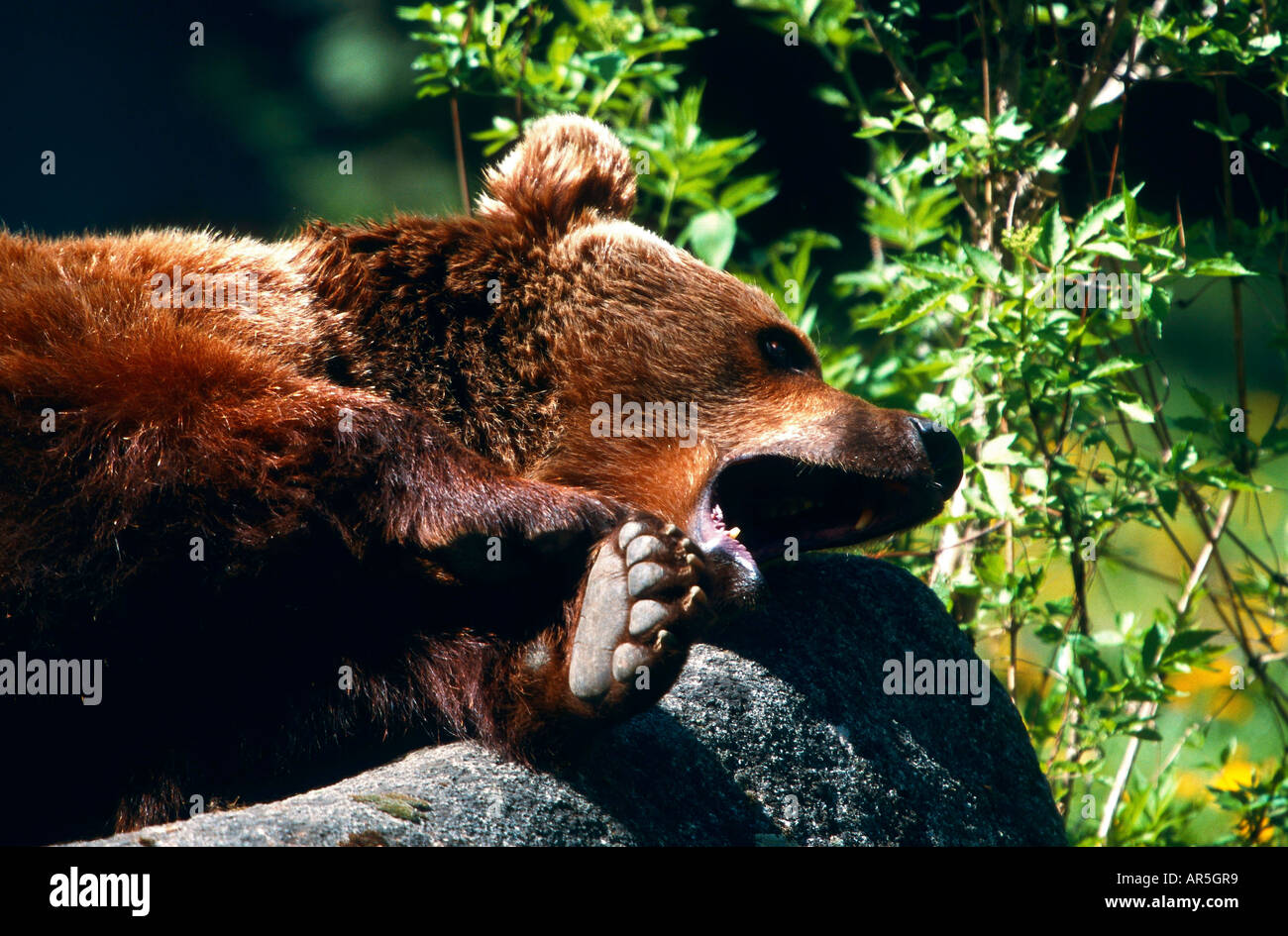Braunbaer Ursus arctos muede gaehnend Brown Bear tired yawning Stock Photo