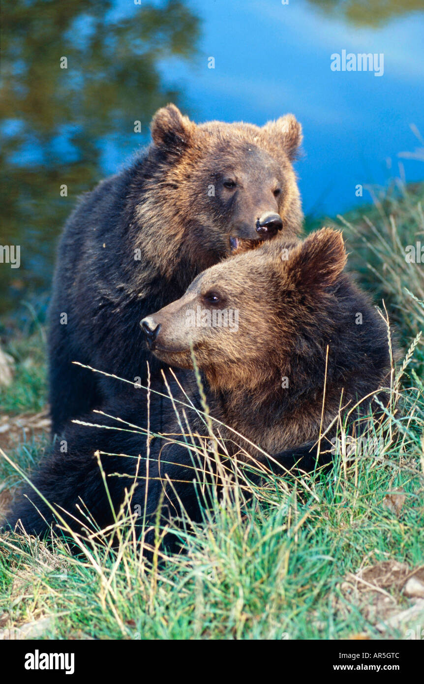 Braunbaer Ursus arctos muede gaehnend Brown Bear tired yawning Stock Photo