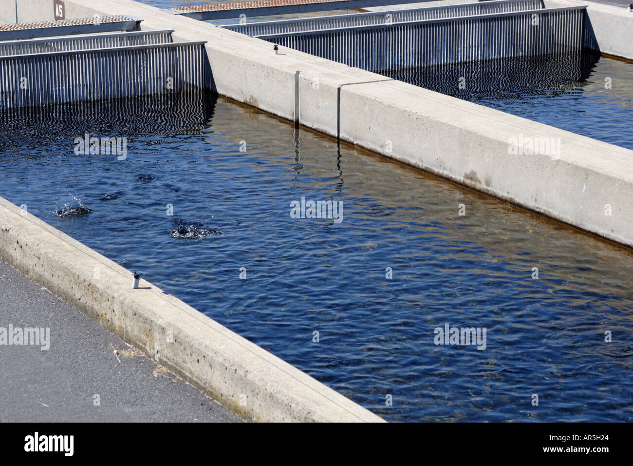 Pequest Trout Hatchery in New Jersey Stock Photo Alamy