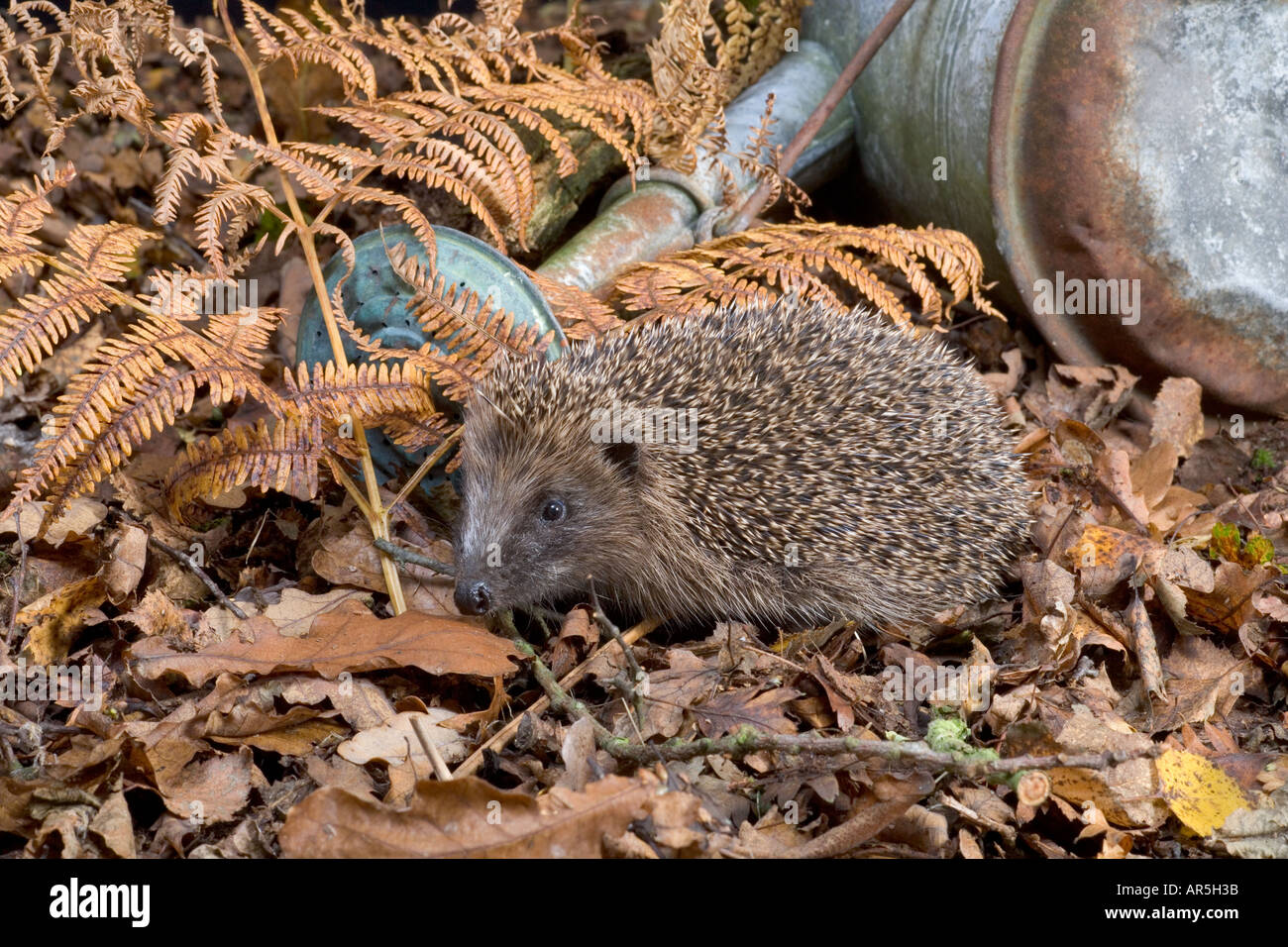 Hedgehog Erinaceus europaeus and Watering can in garden Stock Photo
