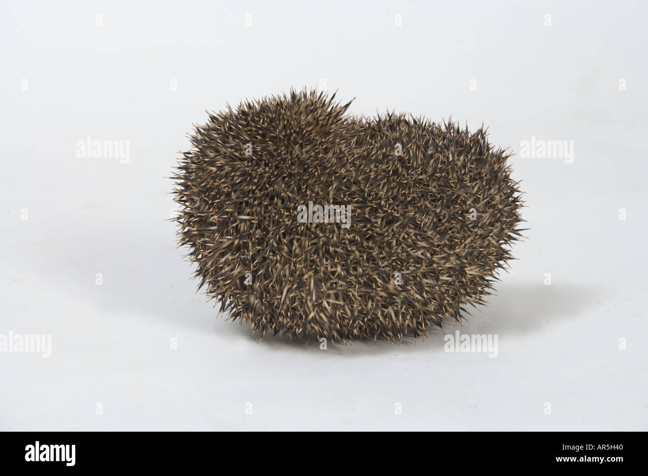 Hedgehog Erinaceus europaeus Cutout Stock Photo