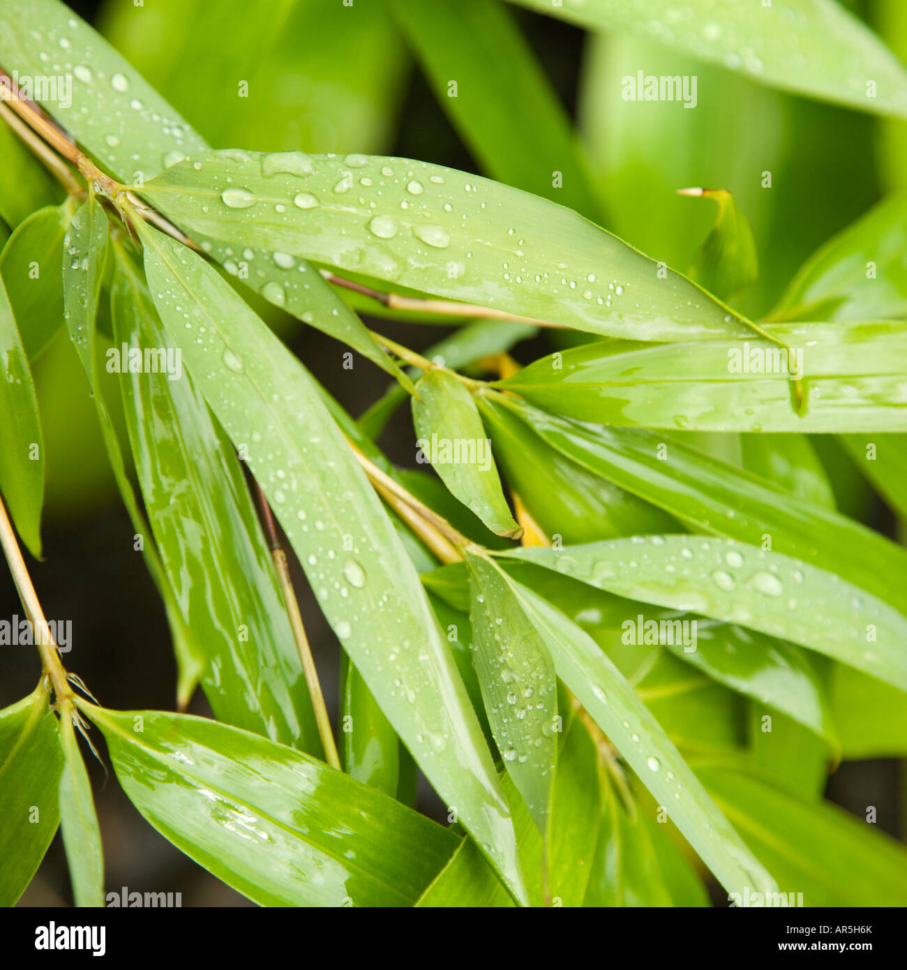 Close up of bamboo leaves with water droplets on them Stock Photo