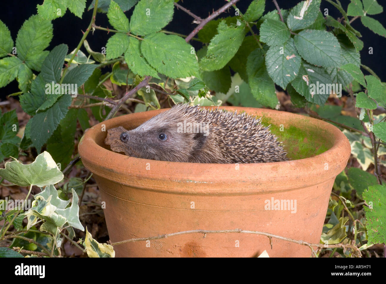 Hedgehog Erinaceus europaeus in Flowerpot Stock Photo