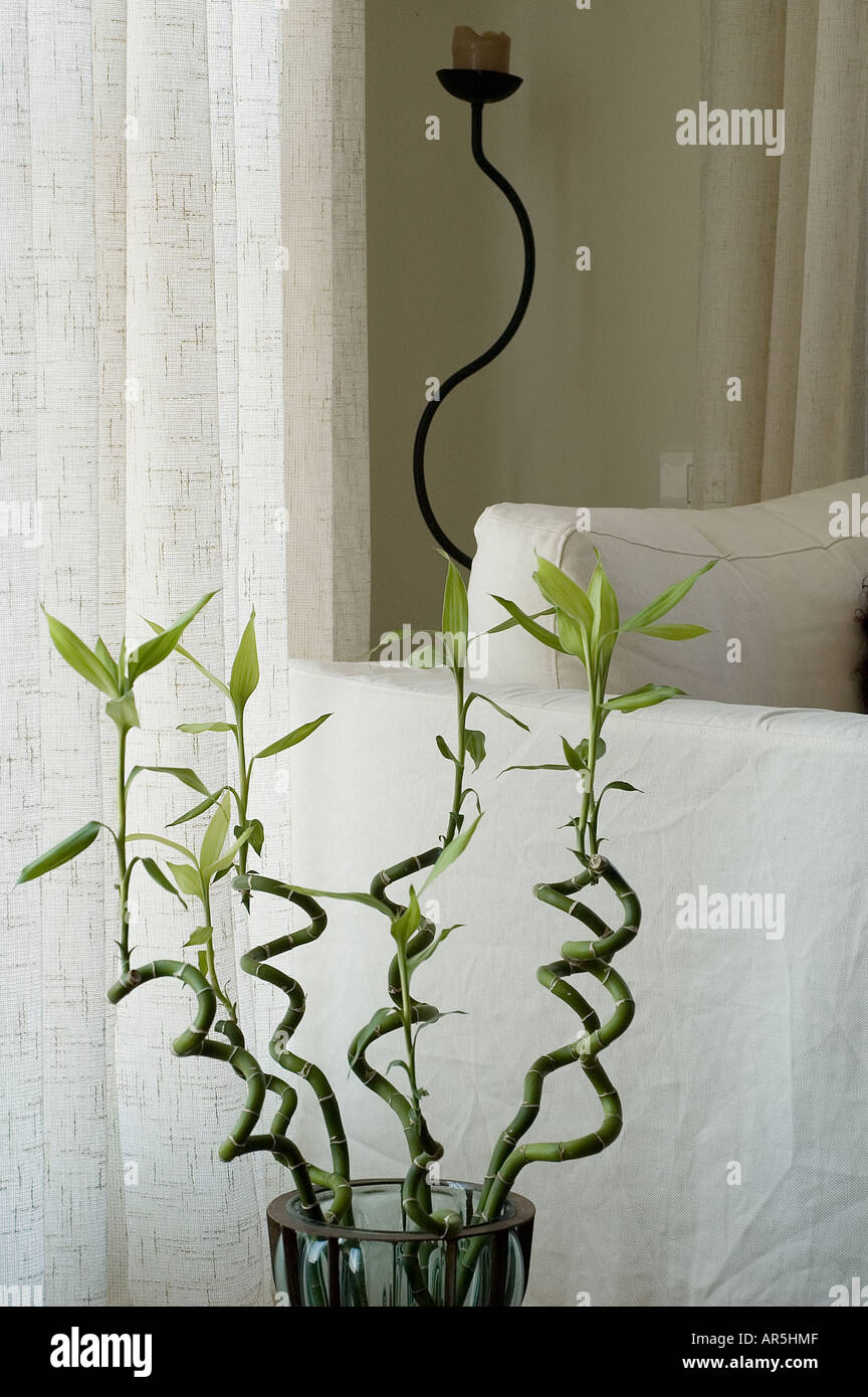 DRACAENA Plante, Dracaena sanderiana, spirale - IKEA