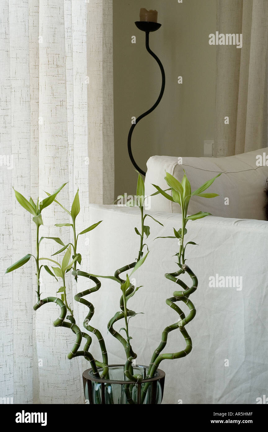 Interior design modern plant hi-res stock photography and images - Alamy